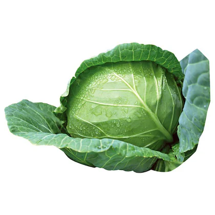 cabbage 1Pc